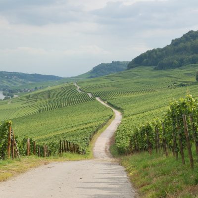 Vineyards