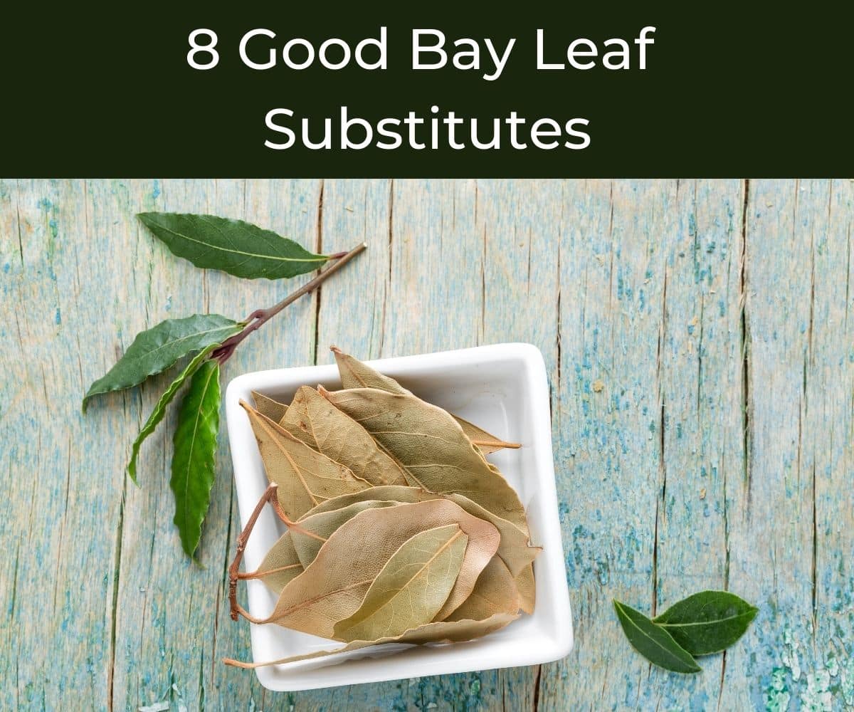 Bay Leaf