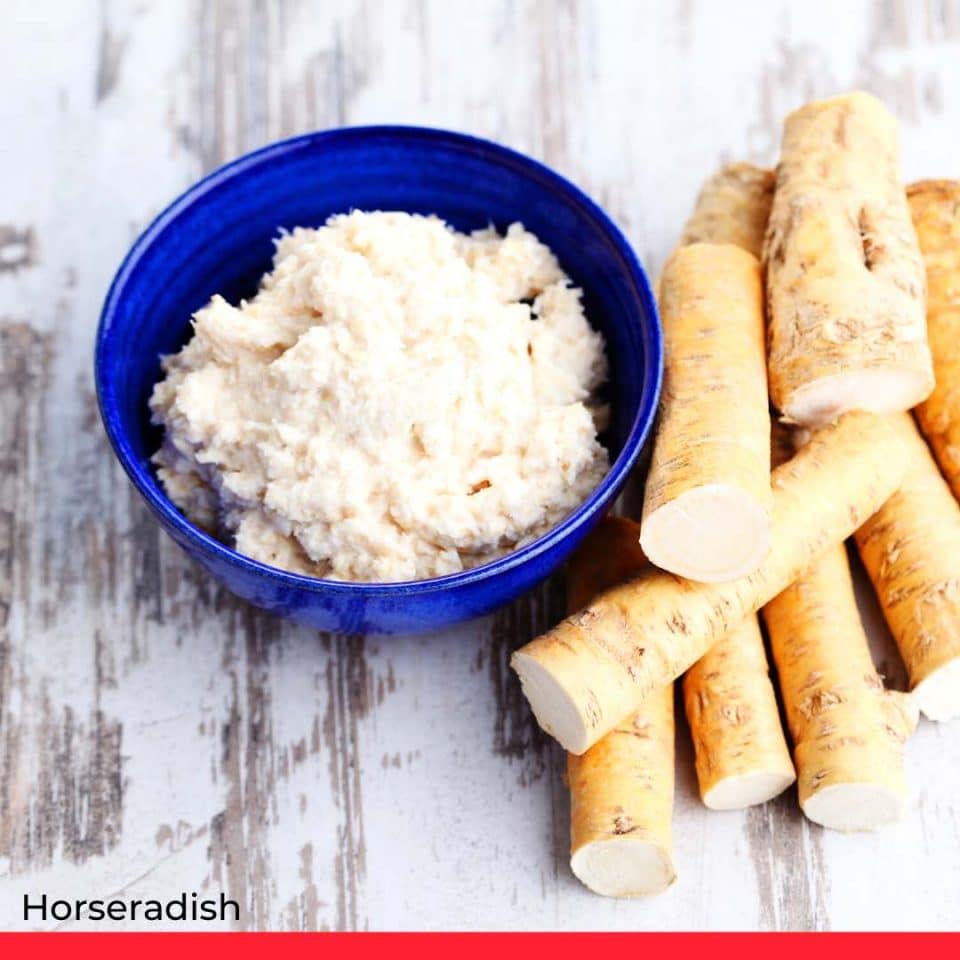 Horseradish