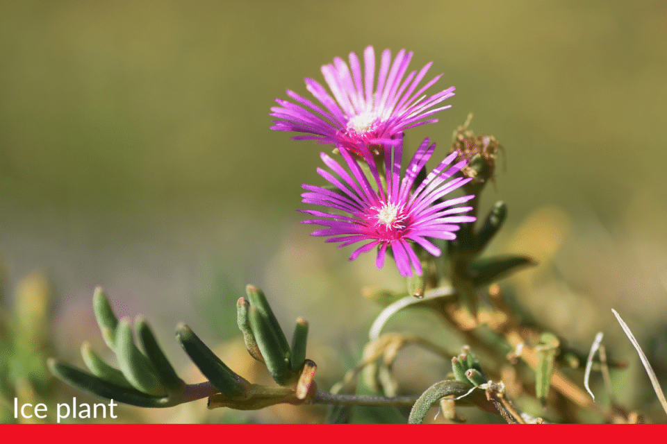 Ice plant