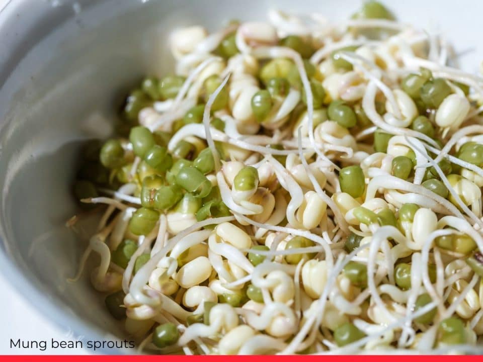 Mung bean sprouts