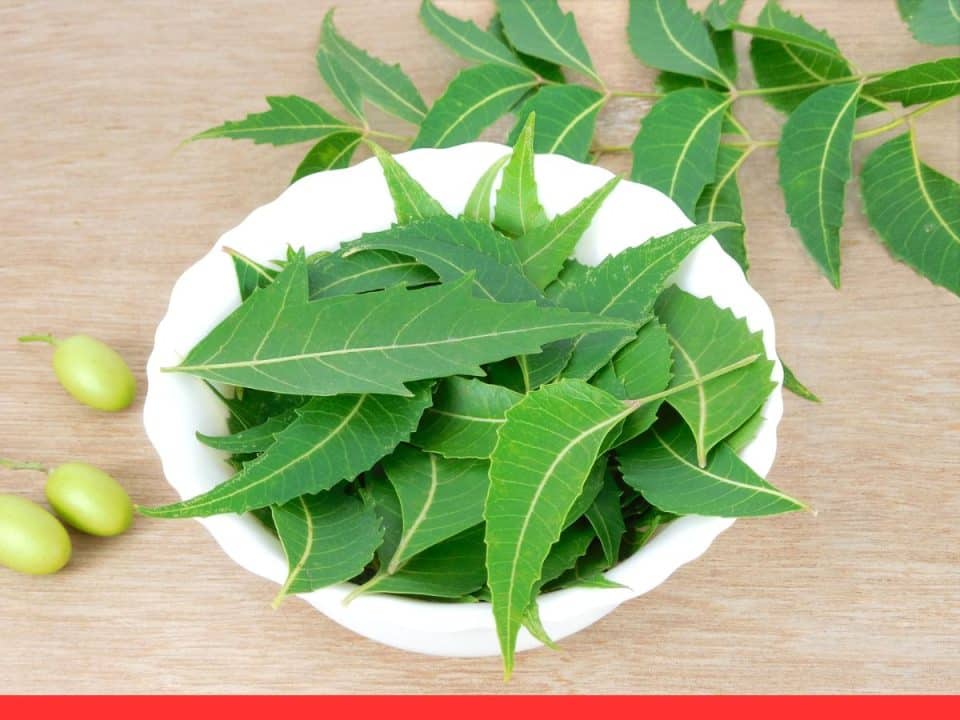 Neem Leaves