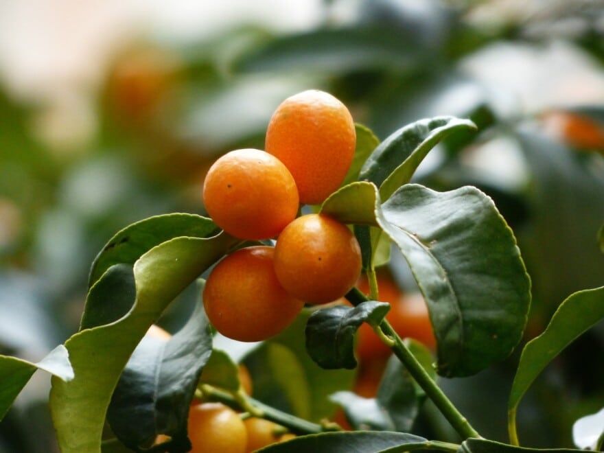 Kumquats