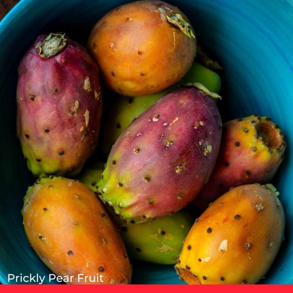  Prickly Pear Fruit from the Nopal Cactus  