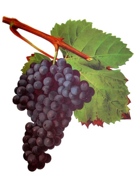 Tannat Grape