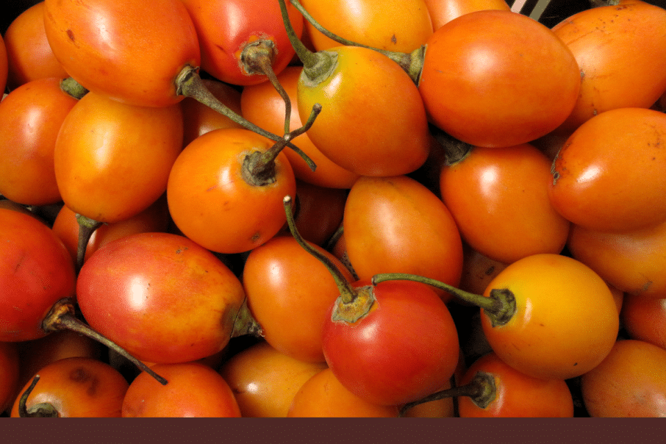 Tomate de Árbol