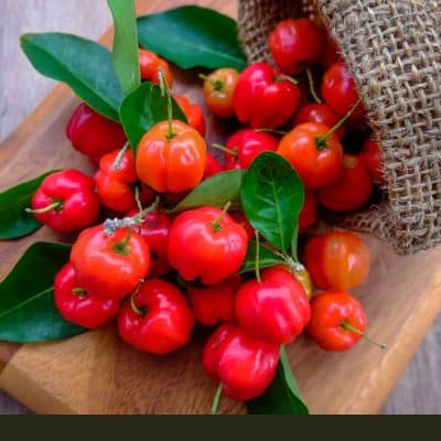 barbados cherry